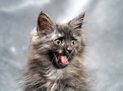 Penelope am 25. Mai 2025